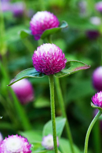 Gomphrena "Bicolor Rose" by photofarmer, via Flickr Globe Amaranth, Birds And Butterflies, Watercolor Flowers Tutorial, Orchid Arrangements, Garden Shrubs, Cut Flower Garden, Amaranth, Flower Farm, Exotic Flowers