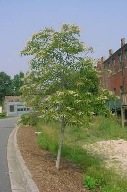 Sourwood Tree, Black Mountain Nc, Backyard Plants, Western North Carolina, Black Mountain, Native Garden, Plant List, Native Plants, In Bloom