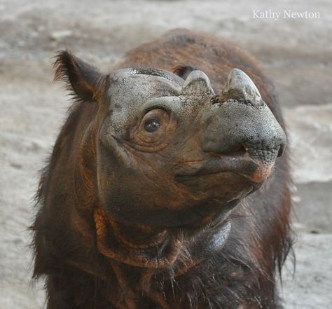 Sumatran Rhinoceros, Sumatran Rhino, Baby Rhino, Cincinnati Zoo, Interesting Animals, Extinct Animals, Unusual Animals, Rhinos, Rare Animals