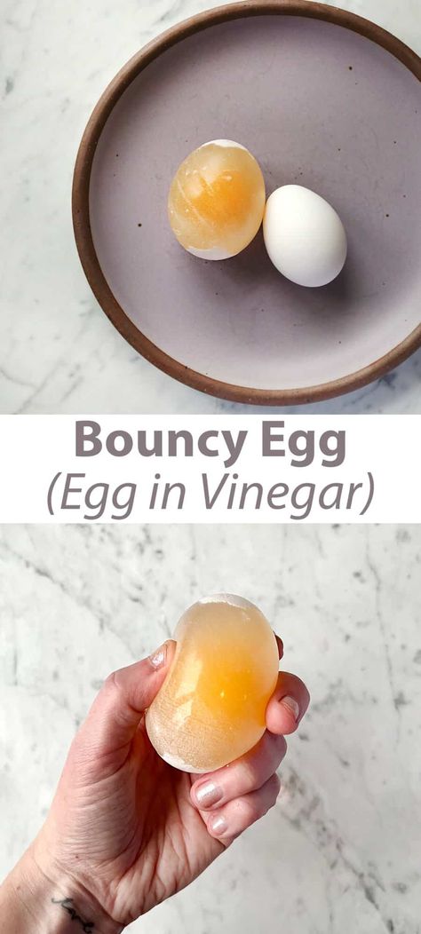 Bouncy Egg Experiment - Childhood Magic Egg In Vinegar Experiment, Egg Science Experiment For Kids, Bouncy Egg Experiment, Egg In Vinegar, Bouncy Egg, Egg Experiment, Kids Science Experiment, Egg Experiments, Science Experiment For Kids