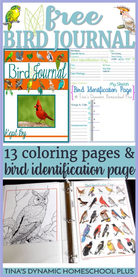 Bird Homeschool Unit, Zoology Project Ideas High School, Birds Unit Study, Nature Journal Pages, Science Journal Ideas, Bird Watching Journal, Bird Journal, Birds For Kids, Homeschool Nature Study