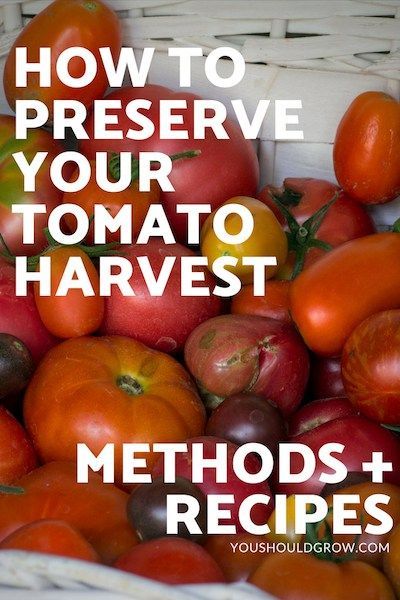 Preserving Heirloom Tomatoes, What To Do With Extra Tomatoes From Garden, How To Store Tomatoes From Garden, What To Do With Tomatoes From Garden, Crop Storage, How To Preserve Tomatoes, Processing Tomatoes, Abundance Of Tomatoes, Preserve Tomatoes