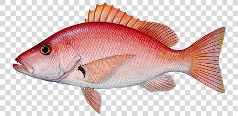 Transparent Background Image, Red Snapper, Free Sign, Color Help, Png Image, Png Images, Background Images, Fish Pet, New Color