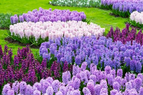 After checking out the Netherland's most beautiful gardens you'll surely start your own flower garden. Over 7 million flowers. View the gallery now! #flowers #garden #netherlands #tulips Hyacinths Garden, Hyacinth Plant, Hyacinth Flowers, Flower Garden Design, Garden Bulbs, Flowers Ideas, Big Garden, Spring Bulbs, Spring Beauty