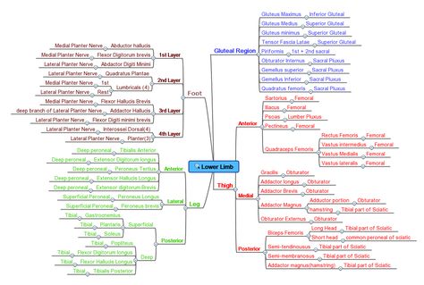 LowerLimbMuscleinnervationCorrected.gif 1,185×798 pixels Lower Limb Anatomy, Physio Exercises, Limb Anatomy, Lower Limb Muscles, Joints Anatomy, Nerve Anatomy, Cranial Nerves Mnemonic, 2nd Semester, Medical Life