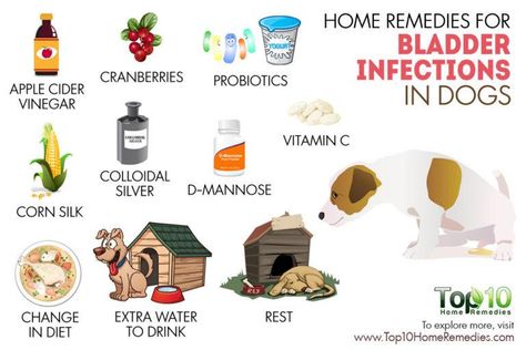 home remedies for bladder infection in dogs Constipation In Dogs, Dog Constipation Remedies, Constipated Dog, Top 10 Home Remedies, Constipation Remedies, Dog Remedies, Natural Colon Cleanse, Dog Top, Dog Allergies