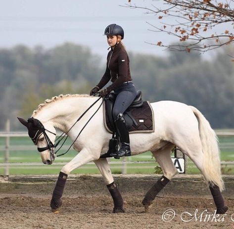 Dresagge Horse, Dressage Horses Photography, Perlino Horse, Dressage Aesthetic, Therapy Dogs Breeds, Pony Dressage, George Morris, Horse Riding Outfit, Beautiful Horse Pictures