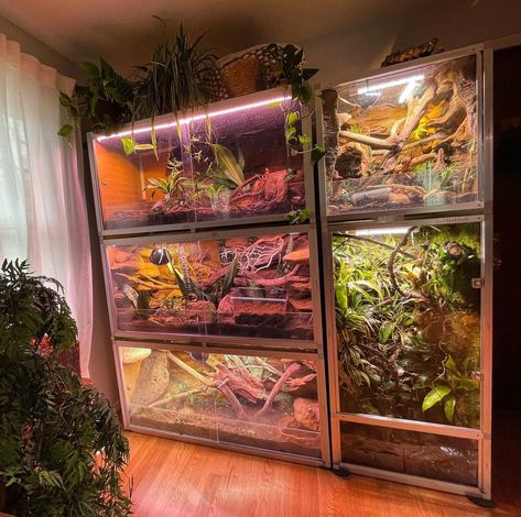 Bearded Dragon Bioactive Vivarium, Reptile Wall, Gecko Enclosure, Dragon Enclosure, Diy Reptile, Bearded Dragon Terrarium, Snake Terrarium, Snake Enclosure, Gecko Terrarium