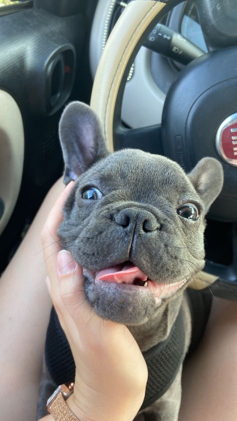 French Bulldog Aesthetic, Cute Frenchies, Dog Breeds For Families, White French Bulldog Puppies, Blue Bulldog, Big Dogs Breeds, Biggest Dog In The World, Fiat Car, Blue Frenchie