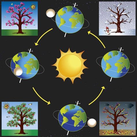 Four Seasons Tree, Seasons Lessons, Earth Seasons, Earth And Space Science, Seasons Winter, Science Projects For Kids, The Four Seasons, Reggio Emilia, Science Classroom