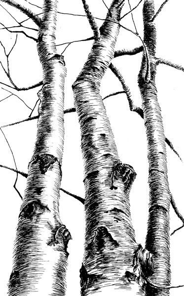 Tree Drawings, Tree Drawings Pencil, Tree Sketches, Pen Art Drawings, Landscape Sketch, Landscape Drawings, Ink Sketch, Tree Drawing, Pencil Art Drawings