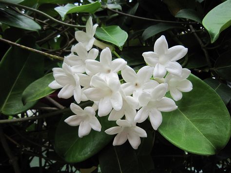 Madagascar jasmine | Flickr - Photo Sharing! Jasmine Flower Aesthetic Vintage, Jasmine Flower Background, Madagascar Jasmine, Jasmine Flower Jewelry, Jasmine Flower Fairy, Jasmine Tree, Portfolio Moodboard, Zone 10, Country Flowers