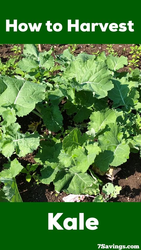 When and How to harvest Kale. Best way to harvest kale for continious growth. #kale #garden #gardening #growkale How To Harvest Kale, Kale Garden, Harvest Kale, Harvesting Kale, Homegrown Vegetables, Homestead Gardening, Greenhouse Ideas, Vegetable Garden For Beginners, Herb Gardening