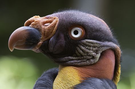 King Vulture (Sarcoramphus papa) Vulture Drawing, King Vulture, Interesting Animals, The New World, Beautiful Birds, South America, Biology, Stretching, New World