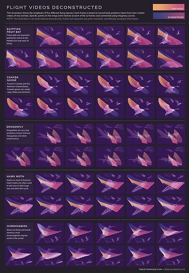 Examples Of Infographics, Wing Movement, Infographic Illustrations, Deconstructed Art, Flying Animals, Animated Infographic, Flight Patterns, Data Visualization Design, Biology Lessons