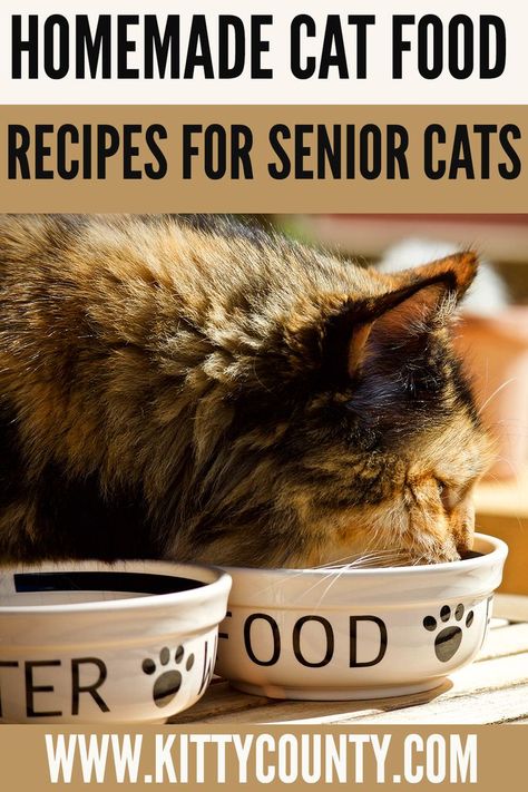 Cat Food Recipes, Diy Cat Food, Senior Cat Food, Senior Cat Care, Healthy Cat Food, Raw Cat Food Recipes, Homemade Cat Food, Cat Diet, Bad Teeth