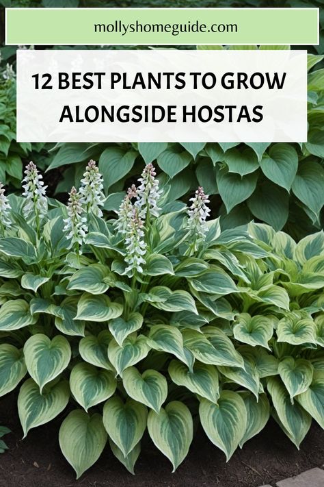 Enhance the beauty of your hostas with these stunning companion plants. From ferns and astilbes to heucheras and coral bells, we’ve rounded up the best plants to pair with your hostas for a vibrant and flourishing garden. Explore these hosta landscaping ideas to create a shade garden design that is both lush and visually appealing. Hosta And Coral Bell Garden, Hosta Flower Arrangements, Hosta Garden Layout Landscape Design, Shade Garden Design Layout, Hosta Border, Hosta Landscaping, Hostas Landscaping, Hosta Care, Raised Garden Beds Diy Vegetables