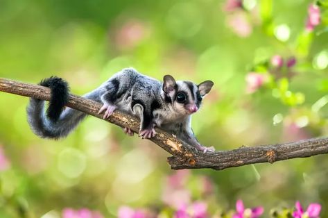 Meet the the 'savanna glider': Scientists have discovered sugar glider is actually three species - Australian Geographic Sugar Glider Care, Australian Mammals, Sugar Gliders, Flying Squirrel, Australian Wildlife, Sugar Glider, Australian Animals, Exotic Pets, Nature Animals