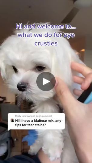 2K views · 820 reactions | What we do to prevent his tear stains

💽 Posted by: TikTok @marshmallow.maltese

#malteseofficial #malteselife #maltesegram #esmaltesecores #instamaltese #maltesecentral #maltese1 #malteseterrier #maltese101 #maltesepoodle #maltesepuppy #malteselover #maltesepuppies #lovemaltese #malteseofinstagram #malteseshihtzu #maltesedogs #malteseclub #maltesemix #malteselovers #maltesedog | Maltese | maltese.babyy · Original audio Maltese Grooming Styles, Maltese Dogs Grooming, Maltese Puppy Cut, Maltese Dogs Haircuts, Maltese Haircut, Puppy Haircut, Maltese Shih Tzu, Maltese Poodle, Maltese Mix