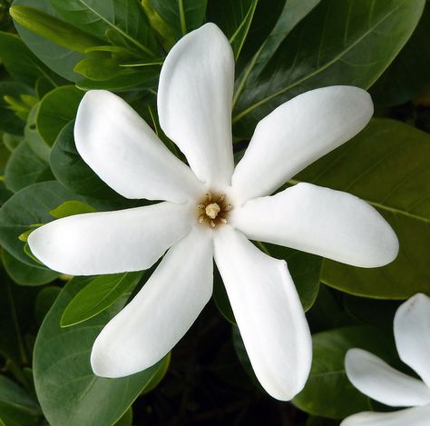 Tahitian Gardenia, Red Lily, Plant Seedlings, Home Garden Plants, Rare Flowers, Fragrant Flowers, May Flowers, Exotic Flowers, Tropical Flowers