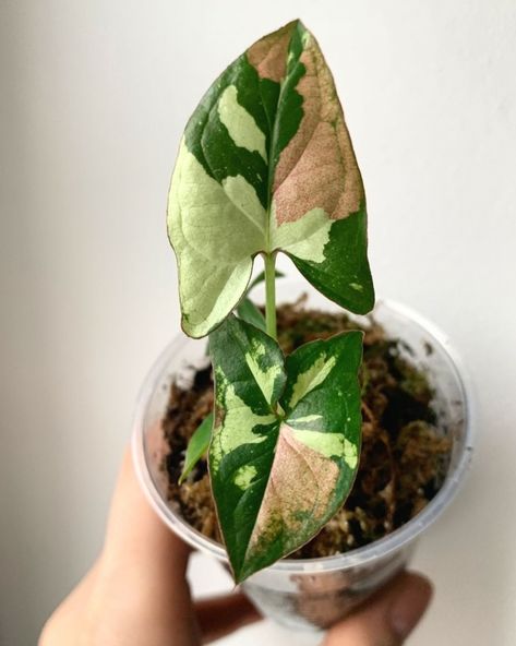 Syngonium Albo, Plant Goals, Variegated Plants, Plant Aesthetic, House Plants Decor, House Plants Indoor, Pretty Plants, Foliage Plants, Plant Mom