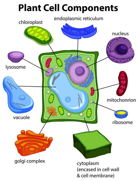 Plant Cells Model, Chloroplast Diagram, Plant Cell Parts, Plant Cell Organelles, Plant Cell Project, Plant Cell Diagram, Plant Cell Model, Animal Cell Project, Cell Project