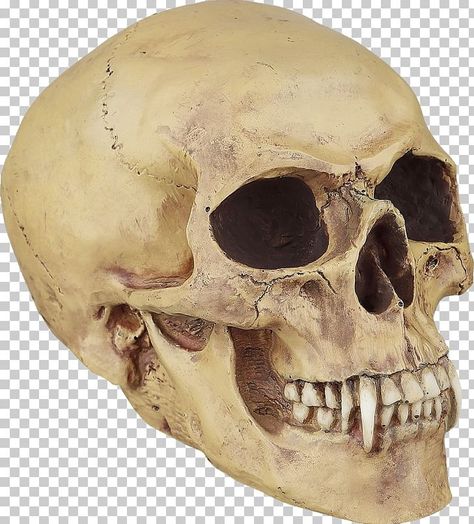 Skull With No Jaw, Skull With Vampire Teeth, Skull With Fangs, Open Jaw Skull, Skull Vampire, Vampire Bat Skull, Gothic Fiction, Vampire Teeth, Human Skull