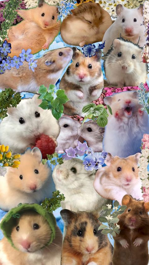 #hamsters #background #wallpaper #hamster #cute #precious #wallpaperaesthetic #wallpaperlockscreen #animal Funny Hamster Wallpaper, Hamster Wallpaper, Kawaii Hamster, Hamster Cute, Funny Hamster, Cute Home Screen Wallpaper, Cute Home Screens, Funny Hamsters, Sparkle Wallpaper