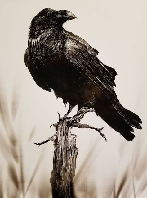 The Raven Perch, Fumage on board, by Julie Willan Clayboard Art, Candle Soot, Wildlife Drawings, Raven Perched, Black And White Images, Art Skills, Domestic Animals, Beast Boy, White Images