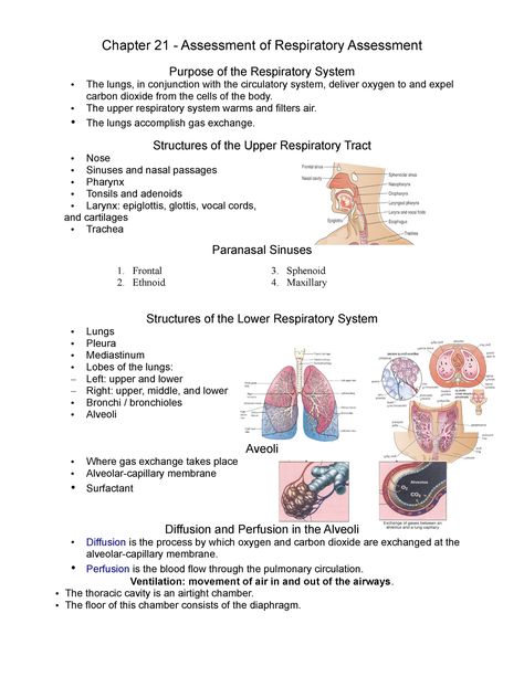 Nursing Respiratory Assessment, Respiratory System Diseases, Respiratory Assessment Nursing, Respiratory Therapist Notes, Respiratory System Notes, Medical Herbalism, Respiratory Assessment, Respiratory Therapy Notes, Respiratory Medications