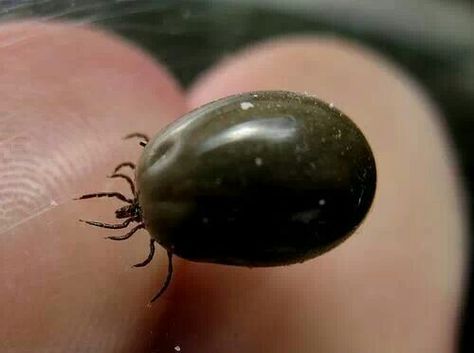 Safely and effectively remove ticks: soak cotton ball in dish soap, rub cotton ball around the skin by the tick and on the tick, then gently hold the cotton ball over the tick, after a few moments the tick will dislodge itself. Tick Removal, The Tick, Camping Fun, Cotton Ball, Health And Beauty Tips, Liquid Soap, Ticks, Health Remedies, Household Hacks