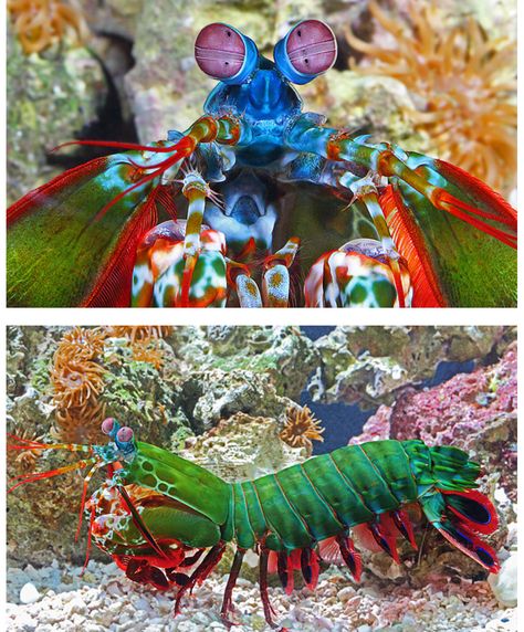 Peacock Shrimp, Peacock Mantis Shrimp, Mantis Shrimp, Marine Colors, Creature Of Habit, Beautiful Sea Creatures, Arthropods, Crustaceans, Colorful Fish