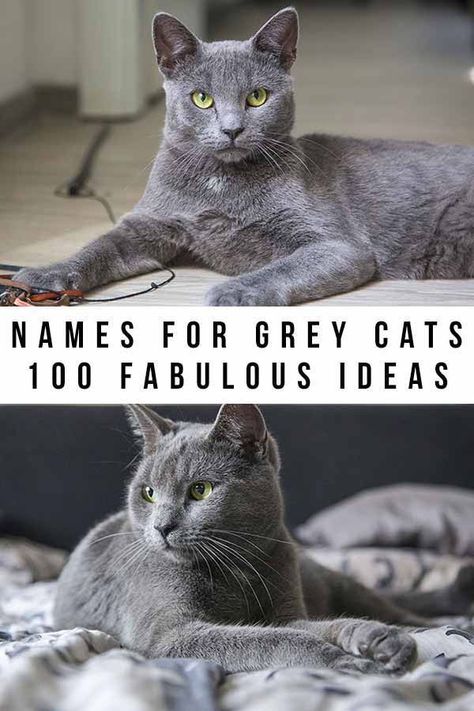 Grey Cat Personality, Gray Kitten Names, Cat Names Girl Unique, Gray Cat Names, Grey Kitten Names, Female Cat Names Unique, Kitten Names Boy, Kitten Names Girl, Grey Cat Names