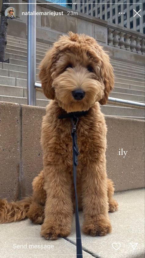 Straight Hair Doodle Cuts, Medium Goldendoodle Full Grown, Puppy Cut Goldendoodle, Golden Doodle Full Grown, Golden Doodle Puppy Haircut, Doodle Teddy Bear Haircut, Large Goldendoodle, Teddy Bear Cut Goldendoodle, Golden Doodle Haircut Styles