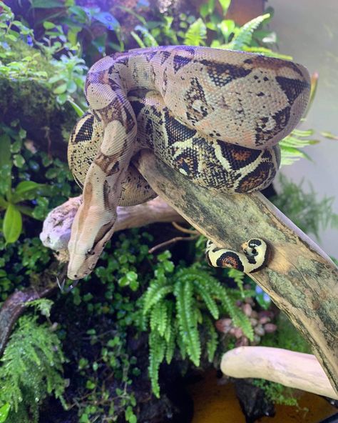 Boa Constrictor Aesthetic, Boa Constrictor Pet, Snake Enclosure, Boa Constrictor, Reptile Room, Snake Lovers, Cute Reptiles, Cute Snake, Pet Snake