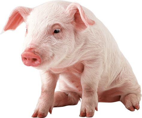 Pig Images, Pig Png, Teacup Pigs, Pig Pictures, Pig Wallpaper, Mini Pigs, Cute Piggies, Pet Pigs, Pink Animals