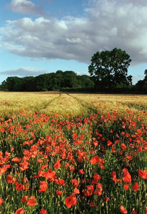 Scenery Inspiration, Norfolk Uk, Wild Poppies, World On Fire, Poppy Field, May Flowers, Plant Mom, Reference Images, Flower Field