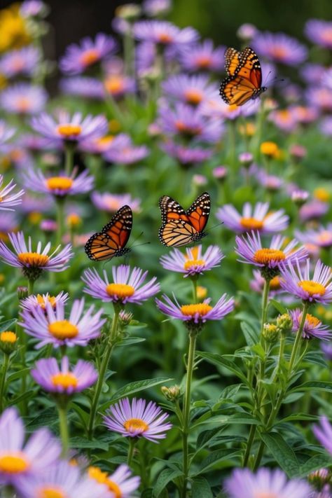 A vibrant garden full of colorful Aster flowers where butterflies flutter around, showcasing 43 types of blooms perfect for attracting these beautiful insects. Flowers That Attract Butterflies, Spring Butterflies, Attracting Butterflies, Top Flowers, Stunning Flowers, Butterfly Species, Butterfly Bush, Attracting Bees, Embrace Nature