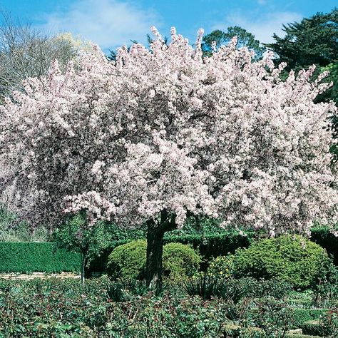 Crab Apple Tree Care | Crab Apple Tree Planting Instructions Apple Tree Planting, Apple Tree Care, Crab Apple Tree, Trees For Front Yard, Flowering Tree, Crabapple Tree, Front Yard Garden Design, British Garden, Beautiful Trees