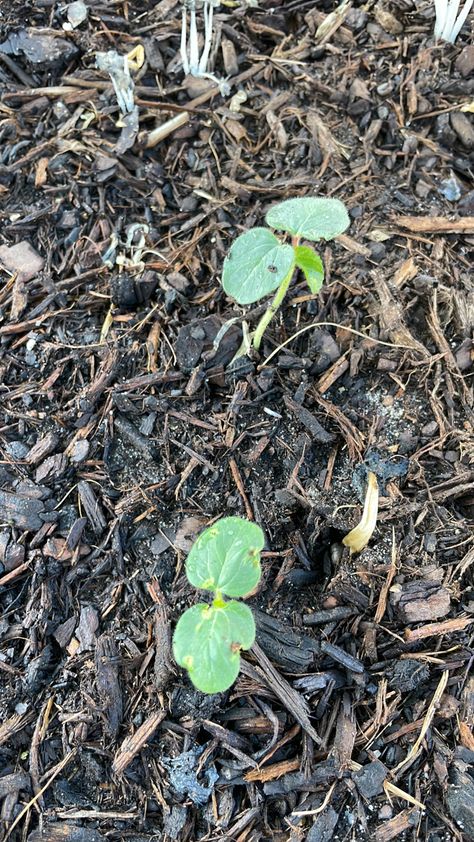 New okra seedlings germinated Okra, Small Home, How To Dry Basil, Basil, Garden Ideas, Herbs, Home And Garden, Plants, Quick Saves