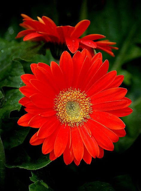 Red Daisies..one of my most favorite flowers. Red Daisy Tattoo, Birthmonth Flower, Red Gerbera, Sunflowers And Daisies, Gerbera Daisies, Tattoo Rose, Red Daisy, Gerber Daisies, Flower Names