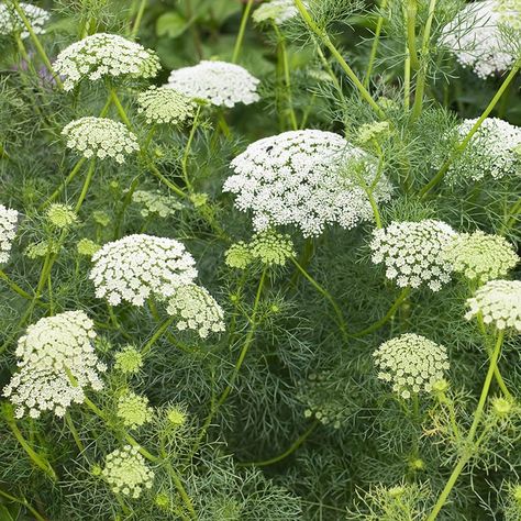 Bishop’s Flower is an award-winning annual wildflower that adds lacy white blooms to your meadow and cut flower arrangements. Bishop’s Flower (Ammi majus) is sometimes called white dill or False Queen Anne's Lace, due to its blooms’ similar appearance to those familiar flowers. Bishop's Flower is deer and rabbit resistant, and features abundant, lacy 4-6" flower heads that will attract pollinators and other beneficial visitors to your meadowscape, including lady beetles, lacewings, and more. Ann Ammi Majus, Queen Anne Lace, Prairie Planting, American Meadows, Daucus Carota, Queen Anne's Lace, Small White Flowers, Annual Flowers, Queen Annes Lace