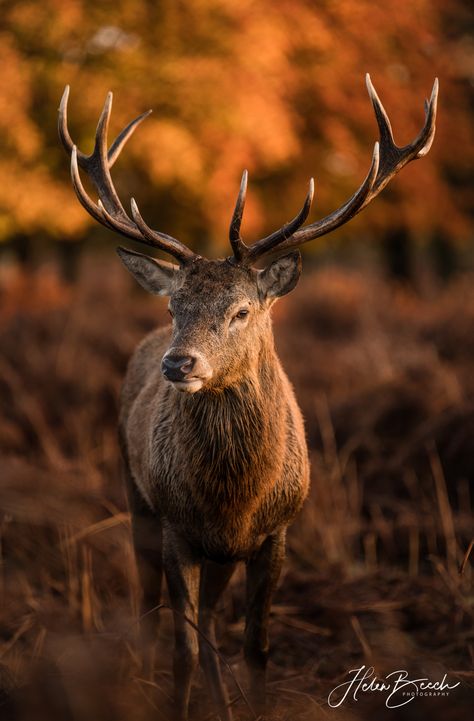 Uk Wildlife, Red Stag, Reading Berkshire, Autumn Animals, Eco Travel, Pet Photography, Forest Photography, Photography Workshops, Wildlife Conservation