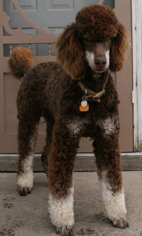 Phantom Poodle, Anjing Poodle, Brown Poodle, Parti Poodle, Poodle Cuts, Poodle Grooming, Love My Dog, Miniature Poodle, Poodle Puppy