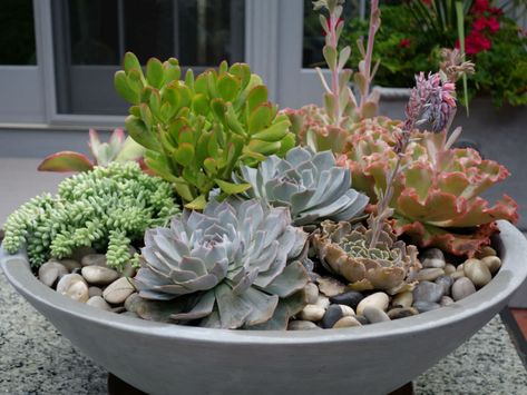 Whether you’re a beginner or a seasoned gardener planting a succulent bowl is easy and fun whilst still allowing you to put your personal spin on it... Succulent Garden Outdoor, Succulent Bowl, Diy Jardin, Succulent Bowls, Succulent Garden Indoor, Succulent Landscape Design, Succulent Landscaping, Succulent Garden Design, Succulent Garden Diy