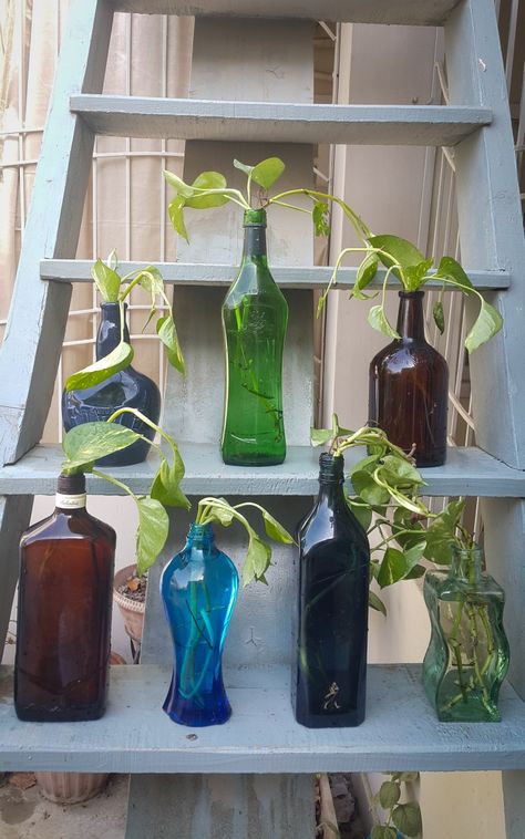 Plant In Wine Bottle, Plants In Wine Bottles, Empty Wine Bottle Ideas, Plants In Glass Bottles, Wine Bottle Ideas, Wine Bottle Craft, Plants In Bottles, Empty Wine Bottles, Bottle Ideas