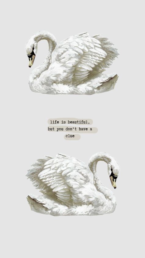 Black beauty - Lana del Rey #lanadelrey #blackbeauty #swanlake #swan #ballet #winter White Swan Wallpaper, Black Swan Drawing, White Swan Black Swan, Black Swan Wallpaper, Lana Wallpaper, Coquette Stickers, Swan Ballet, Swan Wallpaper, I Need You Love