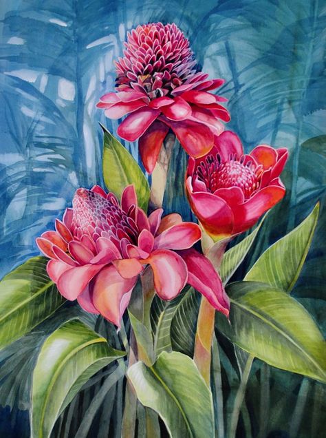 Botanical Wild Flowers Wet Tropics Torch Ginger Flower, Torch Ginger, Ginger Flower, Watercolor Paintings Nature, Tropical Painting, Chinese Art Painting, Summer Painting, Watercolor Painting Techniques, Botanical Drawings