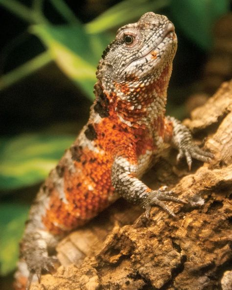 Chinese Crocodile Lizard, Philadelphia Zoo, D Day, Philadelphia, Swimming, Animals, Instagram