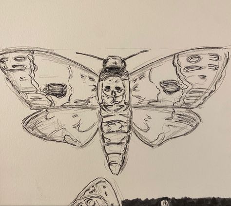 Moth Drawing Sketch, Easy Moth Drawing, Moth Drawing Reference, Moth Drawing Simple, Moth Sketch, Animals Sketch, Moth Drawing, Skull Moth, Atlas Moth